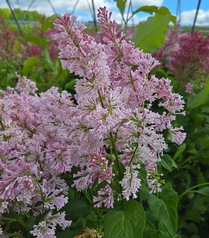 Syringa prestoniae Pinktini™