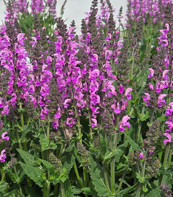 Salvia x Color Spires® 'Back to the Fuchsia'