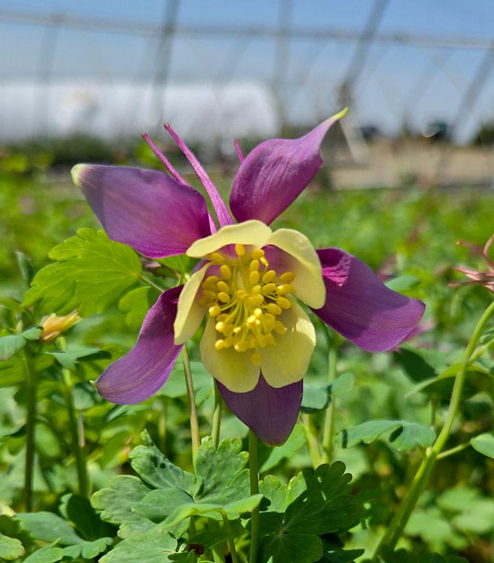 Aquilegia x Earlybird™ Purple Yellow