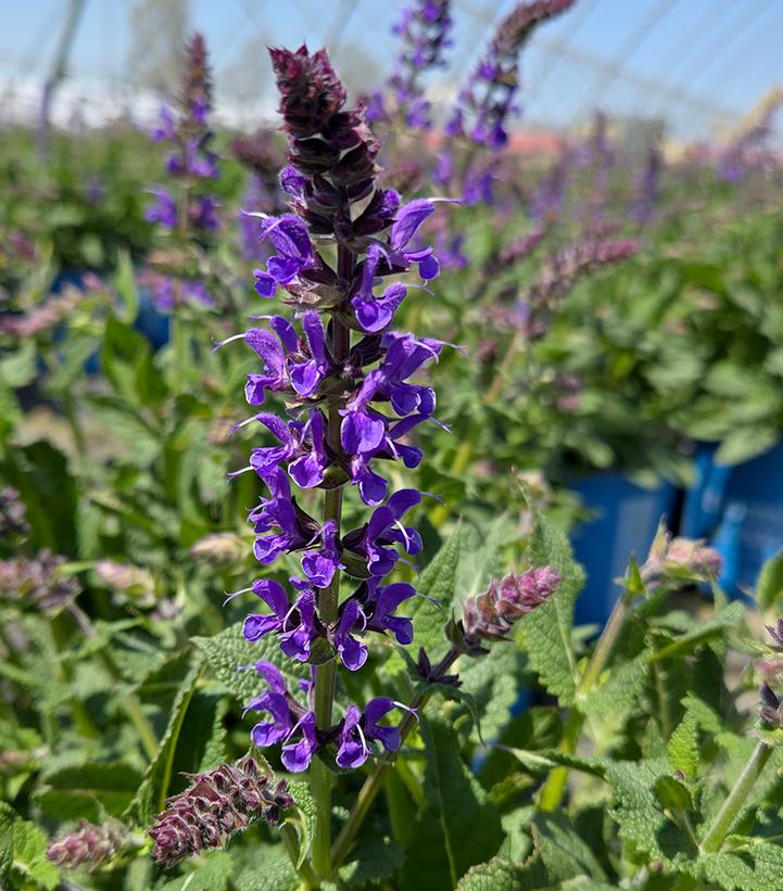 Salvia nemerosa 'Blue by You'