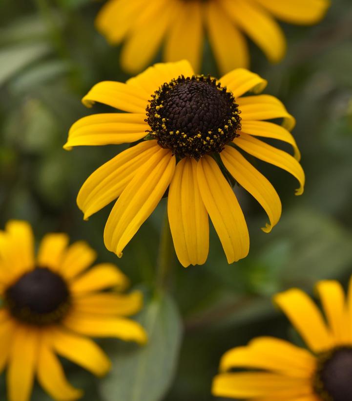 Rudbeckia fulgida 'Goldblitz'