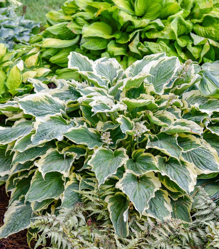 Hosta x Shadowland® 'Hope Springs Eternal'