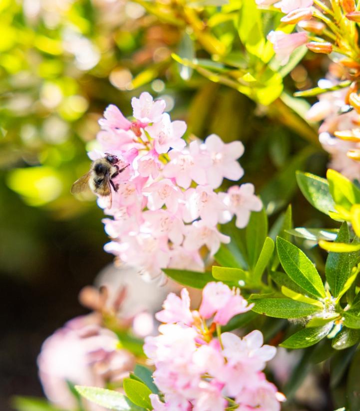 Rhododendron hirsutum x micrantha Bloombux® Blush