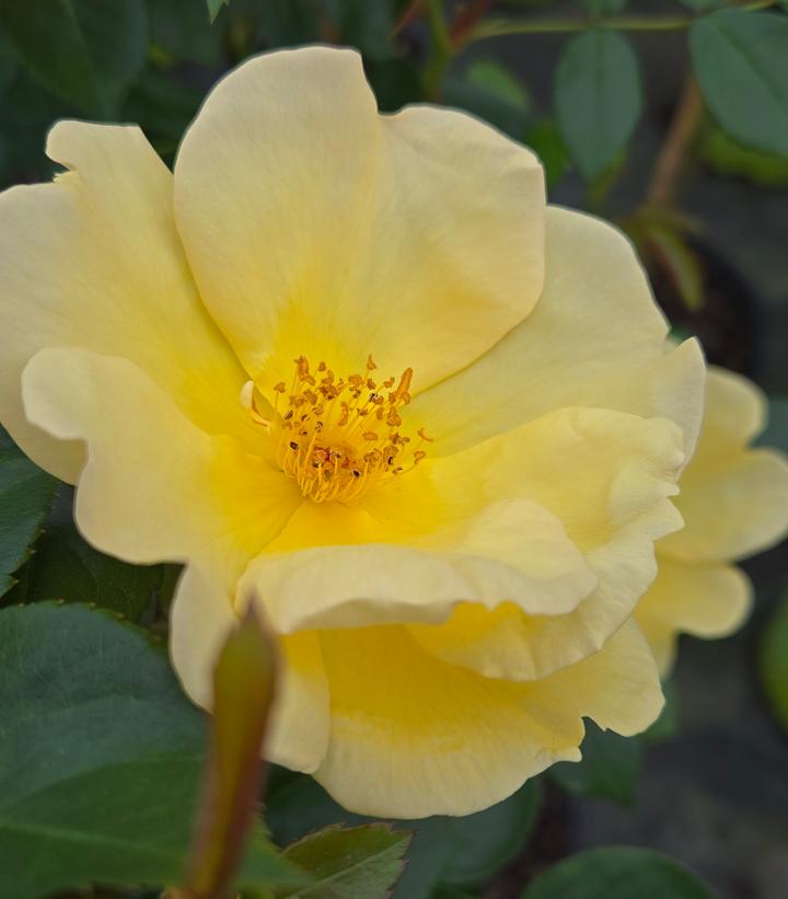 Rosa Easy Bee-zy™ Knock Out®