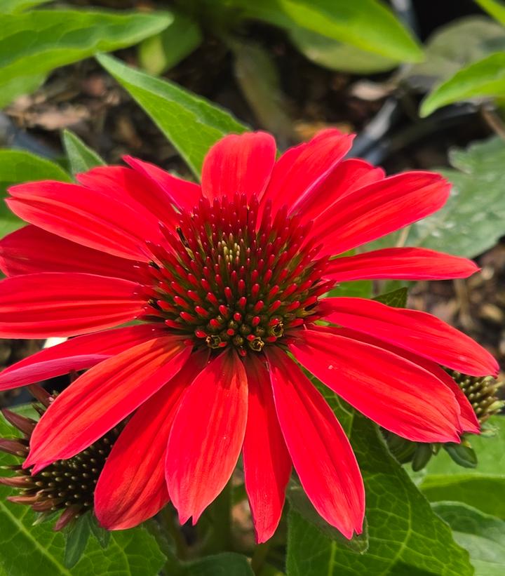 Echinacea x 'Sunmagic Vintage Ruby'