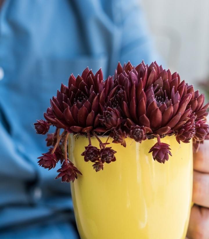 Sempervivum 'Coral Red'