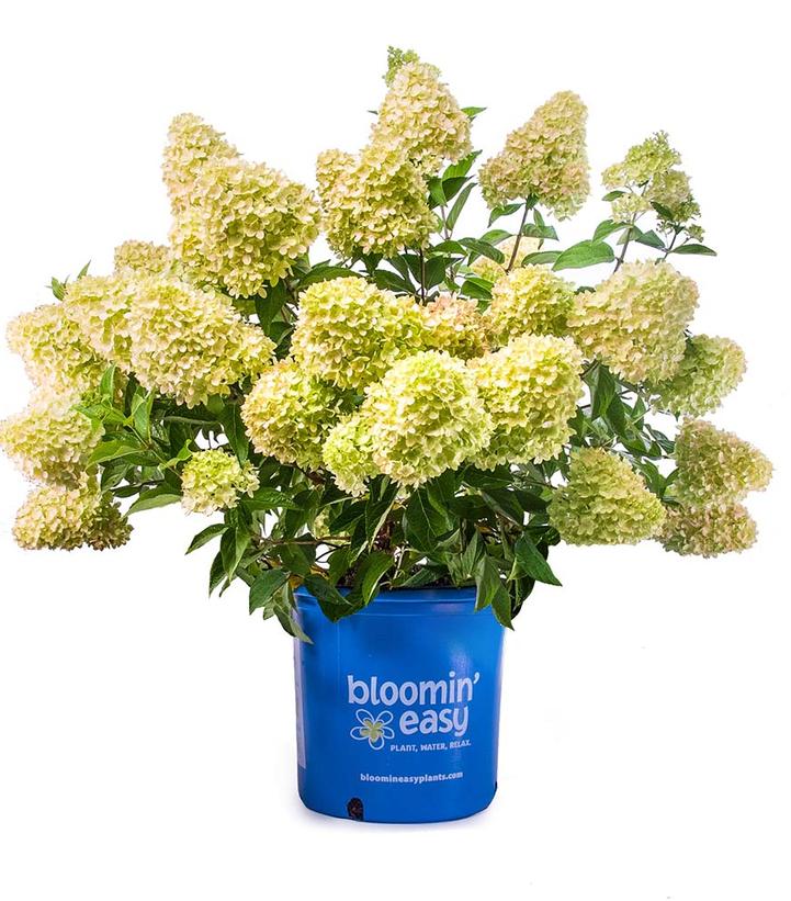 Hydrangea pan. Dragon Baby™