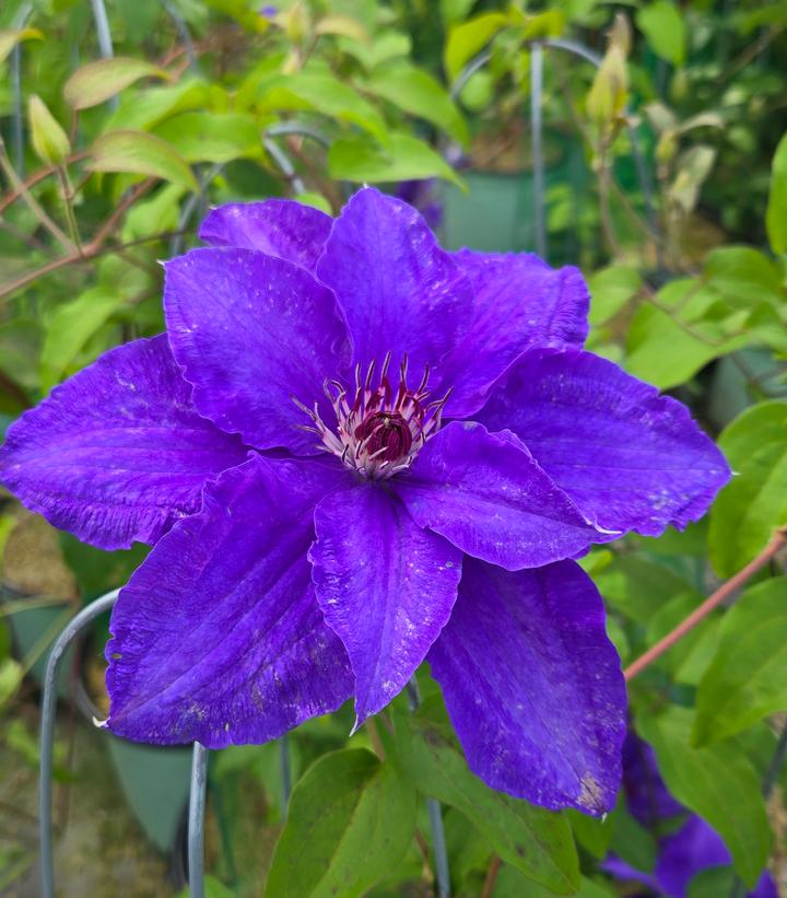 Clematis x Lindsay™