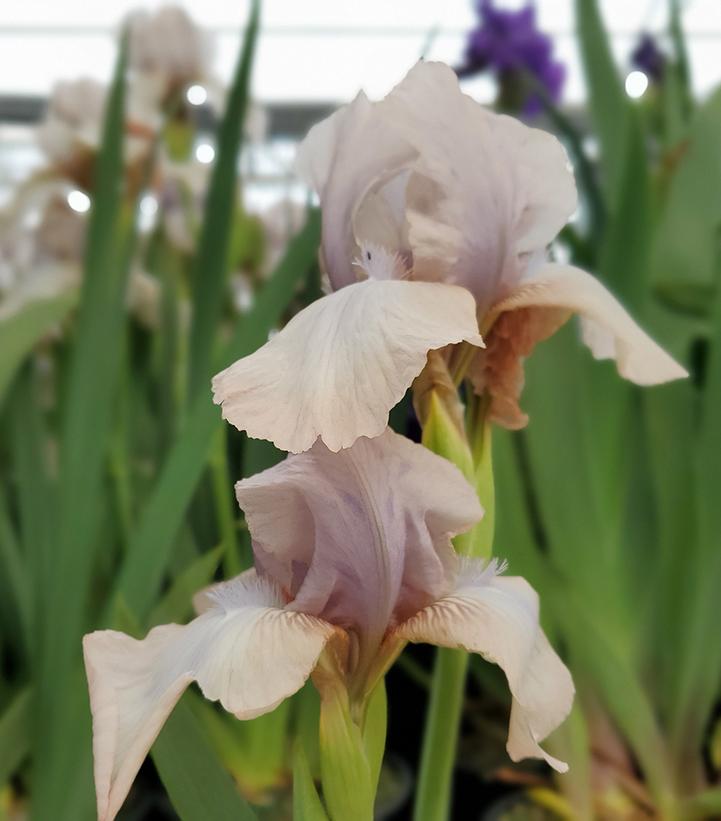 Iris germanica 'Precious Little Pink'