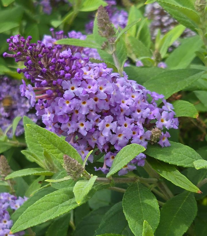 Buddleia davidii Butterfly Candy® Li'l Lavender™