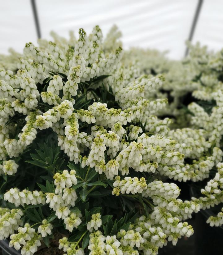 Pieris jap. yak. 'Prelude'