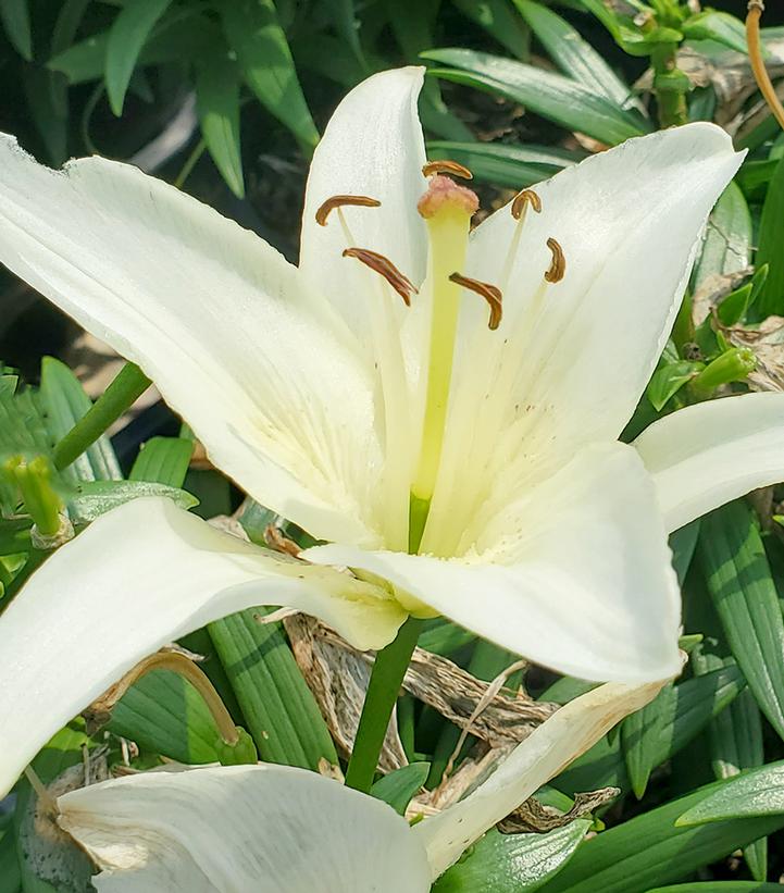 Lilium asiatic 'Sparkling Joy' Sparkling Joy Asiatic Lily from Prides