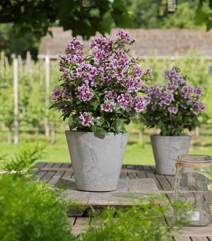 Cuphea Sweet Talk™ Lavender Splash