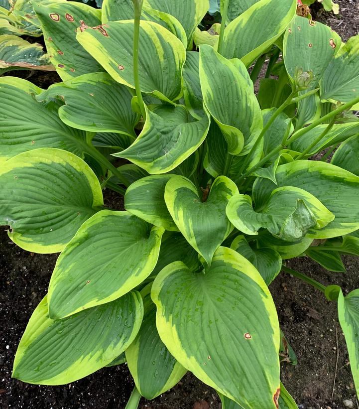 Hosta SHADOWLAND® 'Lone Star'