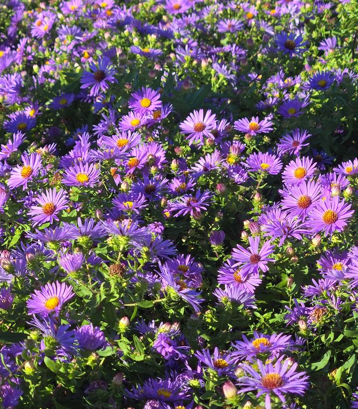 Aster oblongifolium 'Twilight Sky'