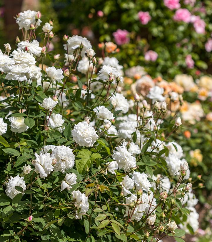 Rosa Susan William-Ellis