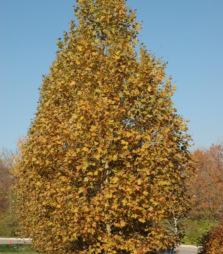 Platanus acerifolia Exclamation!®