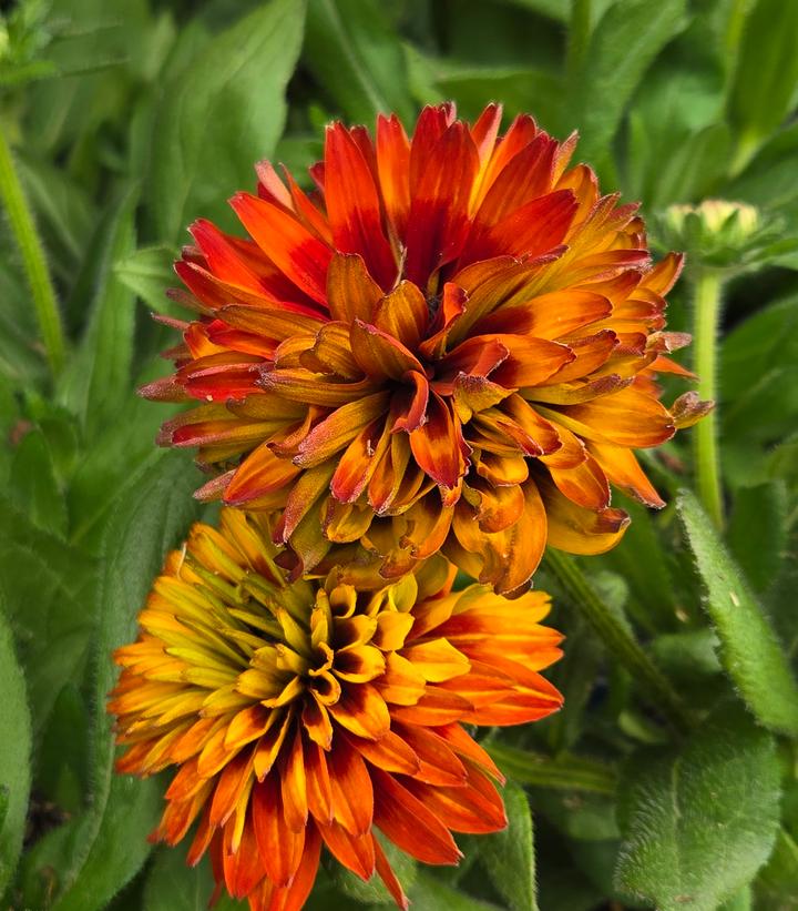 Rudbeckia hirta Solar Sisters™
