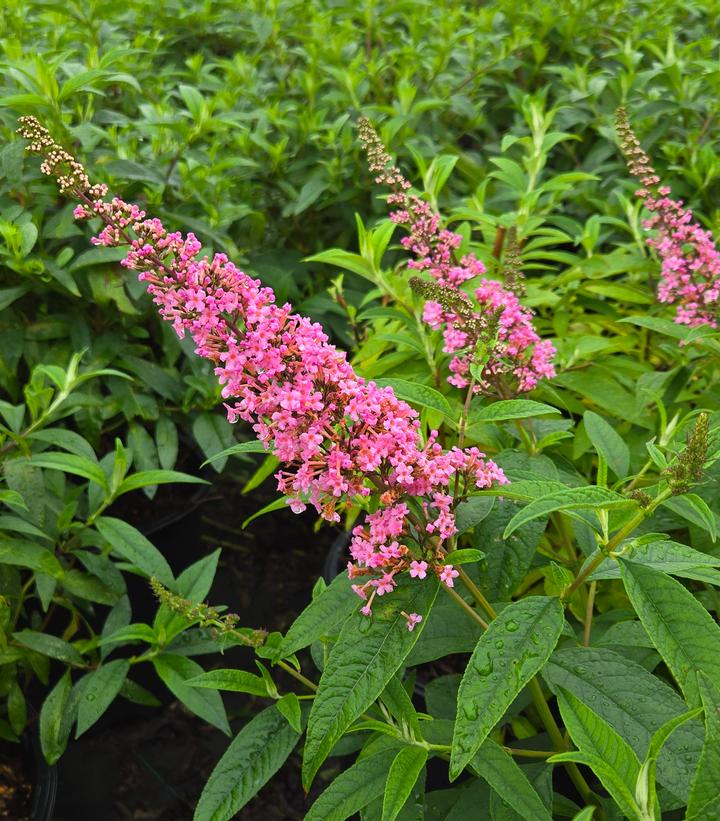 Buddleia davidii Trippy Pink®