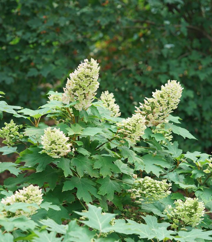 Hydrangea quercifolia Gatsby Glow Ball®