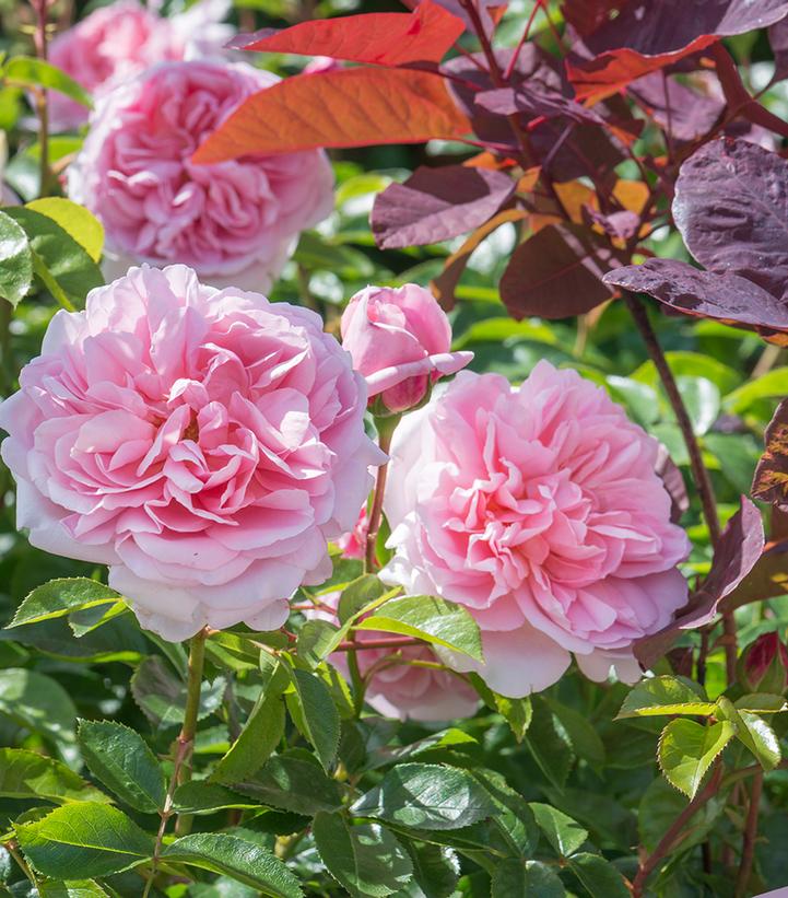 Rosa Wildeve®