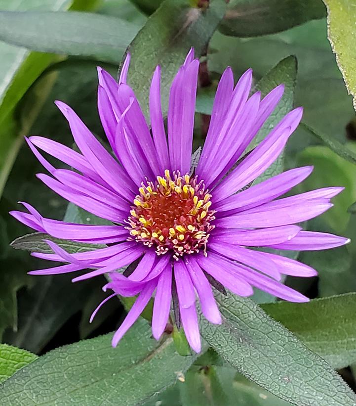 Aster novae-angliae 'Purple Dome'