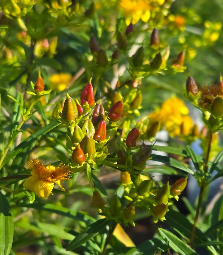 Hypericum x Sunny Boulevard®