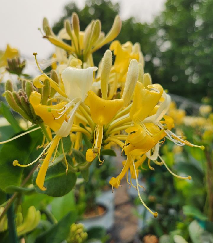 Lonicera periclymenum 'Scentsation'