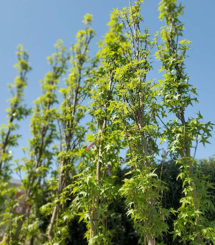 Liquidambar styraciflua Slender Silouette