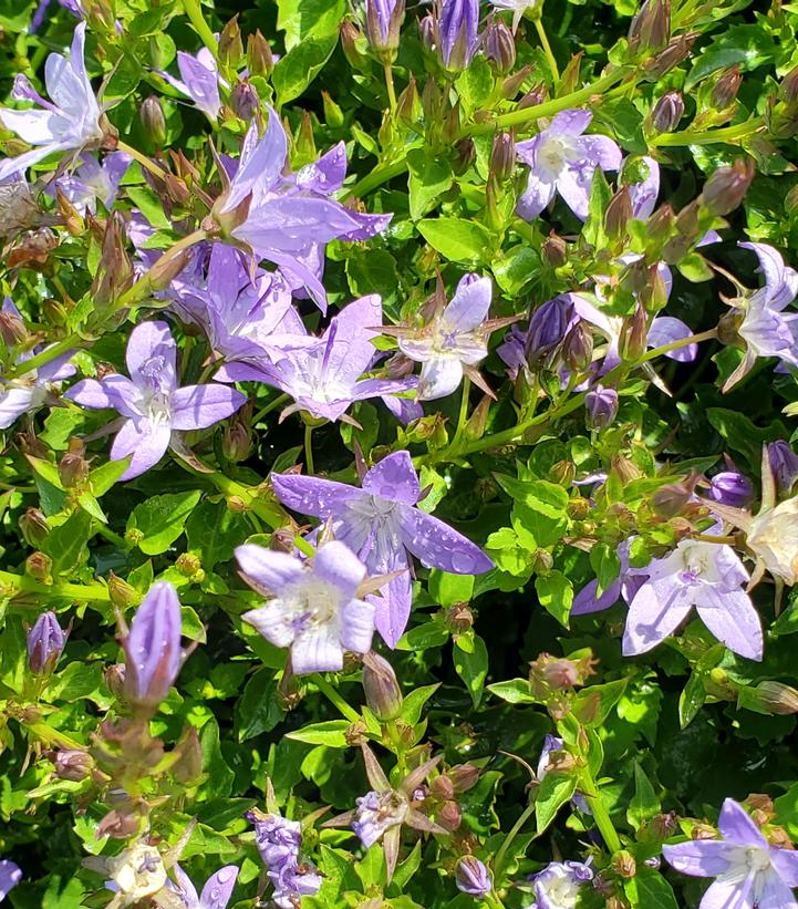 Campanula poscharskyana 