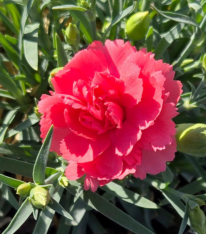 Dianthus x Fruit Punch® Fruit Punch® Classic Coral