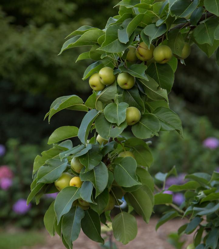 Pyrus Tawara