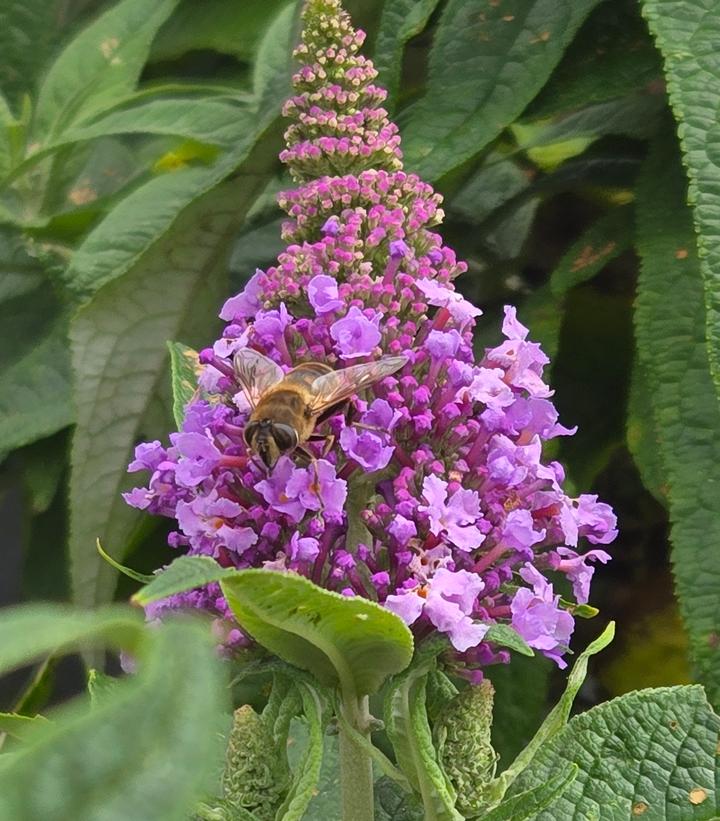 Buddleia x Pugster® Amethyst