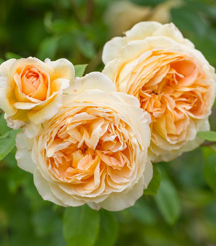 Rosa Bathsheba®