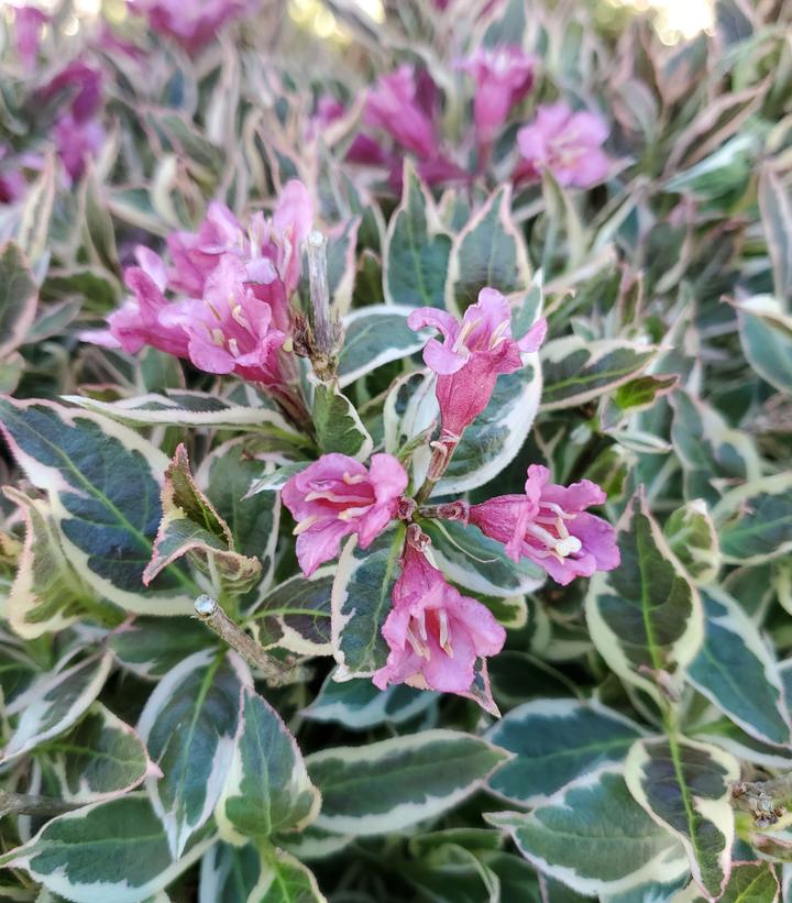 Weigela florida My Monet Purple Effect®