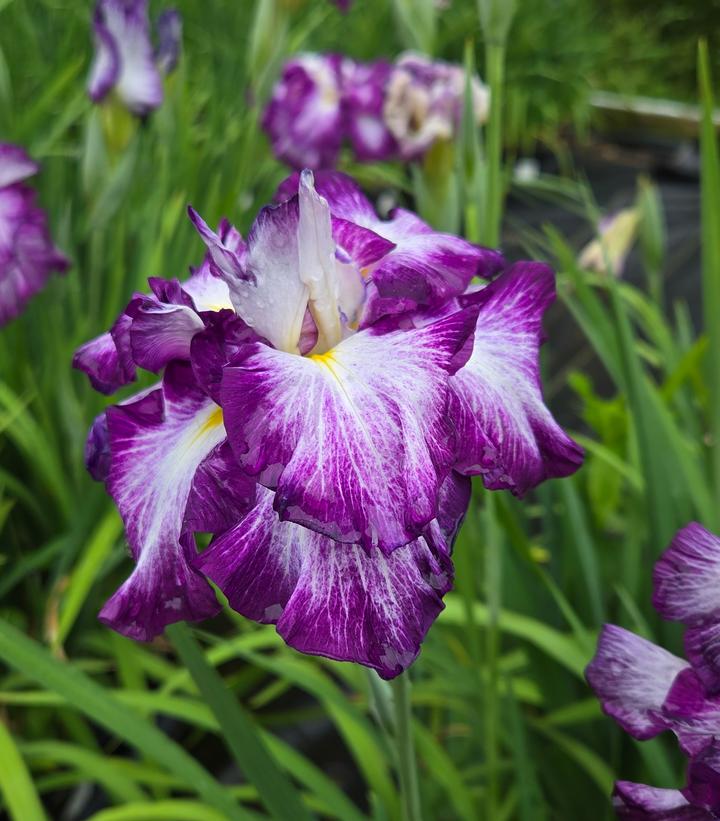 Iris ensata 'Lion King'