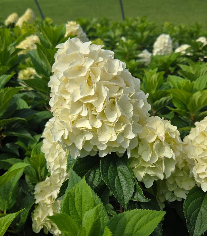 Hydrangea paniculata Quick Fire Fab®