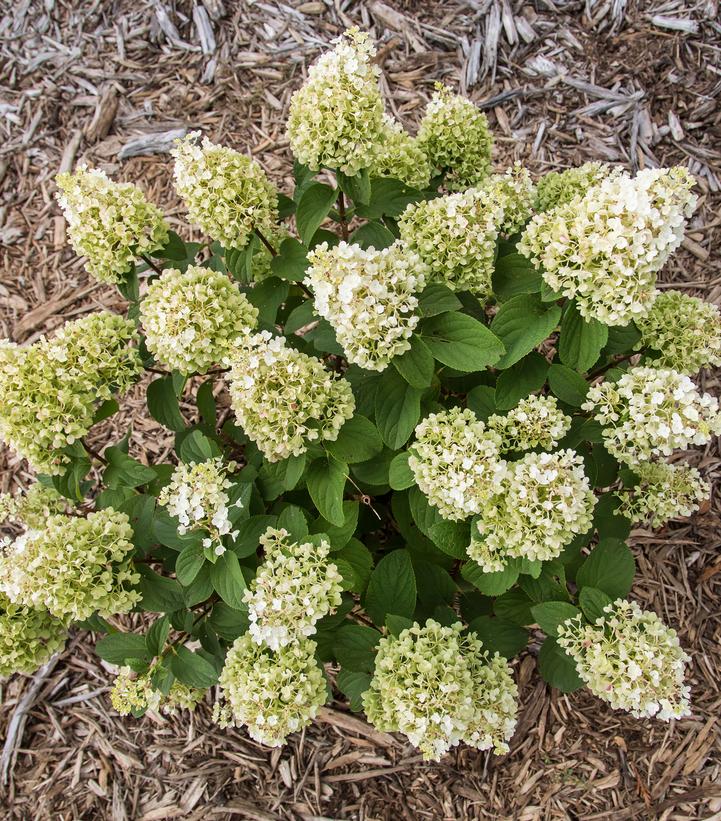 Hydrangea pan. Little Hottie® Panicle Hydrangea