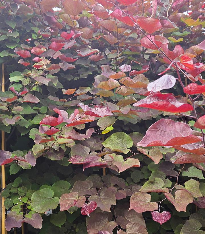 Cercis canadensis Midnight Express®