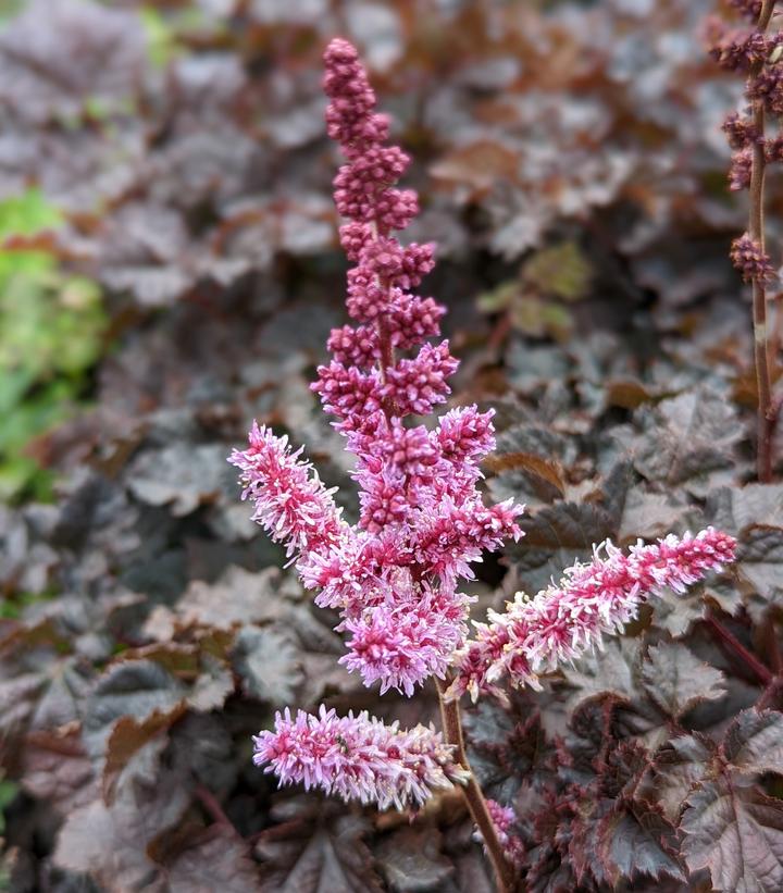 Astilbe chinensis 'Dark Side of the Moon'