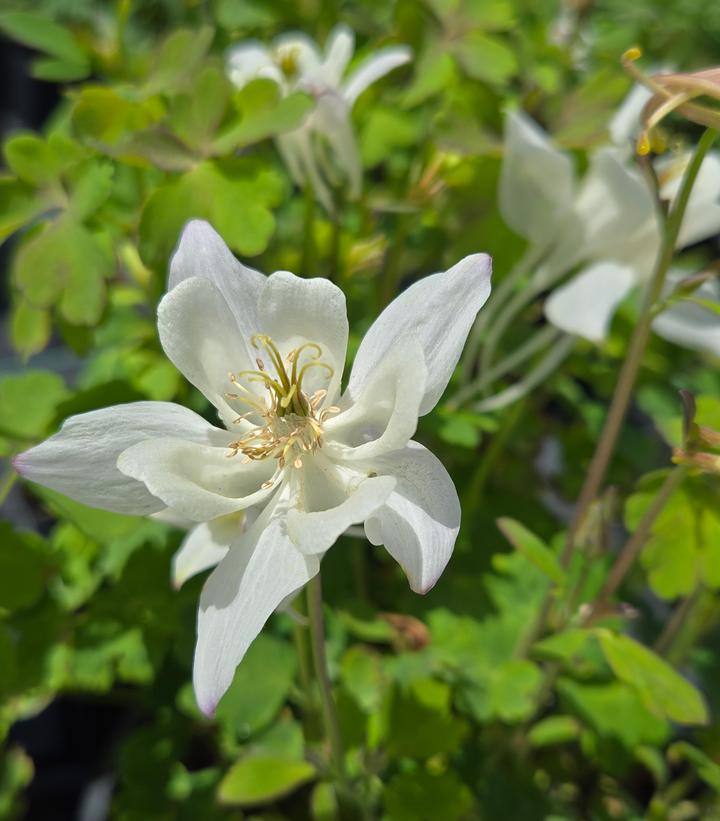 Aquilegia x Earlybird™ White