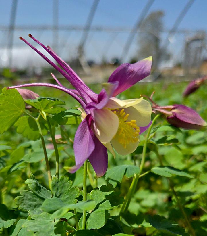 Aquilegia x Earlybird™ Purple Yellow