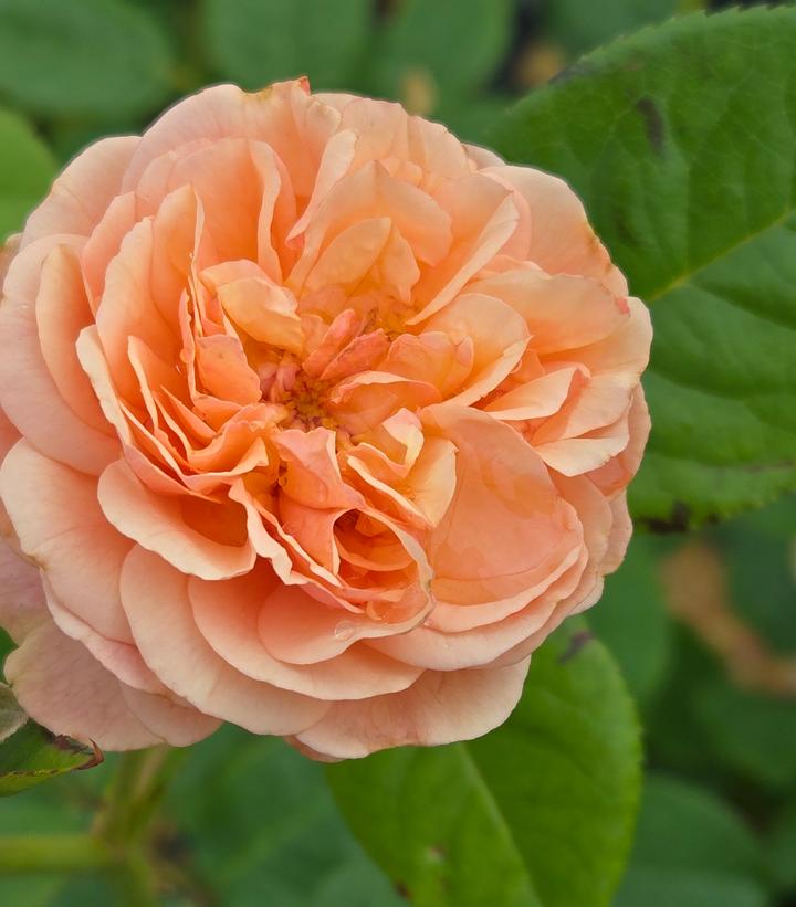 Rosa x Flavorette® Honey-Apricot