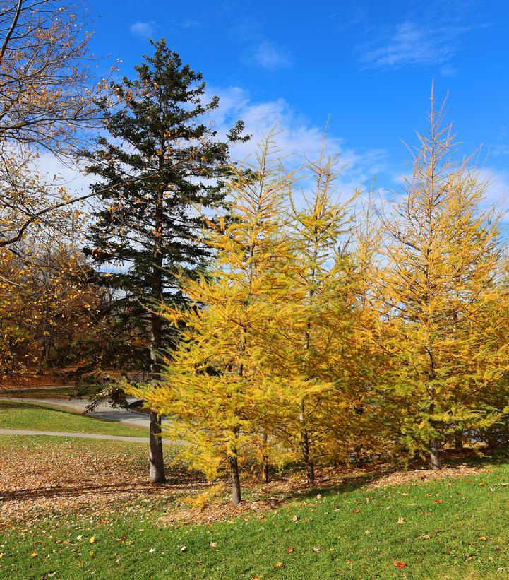 Larix larcinia 