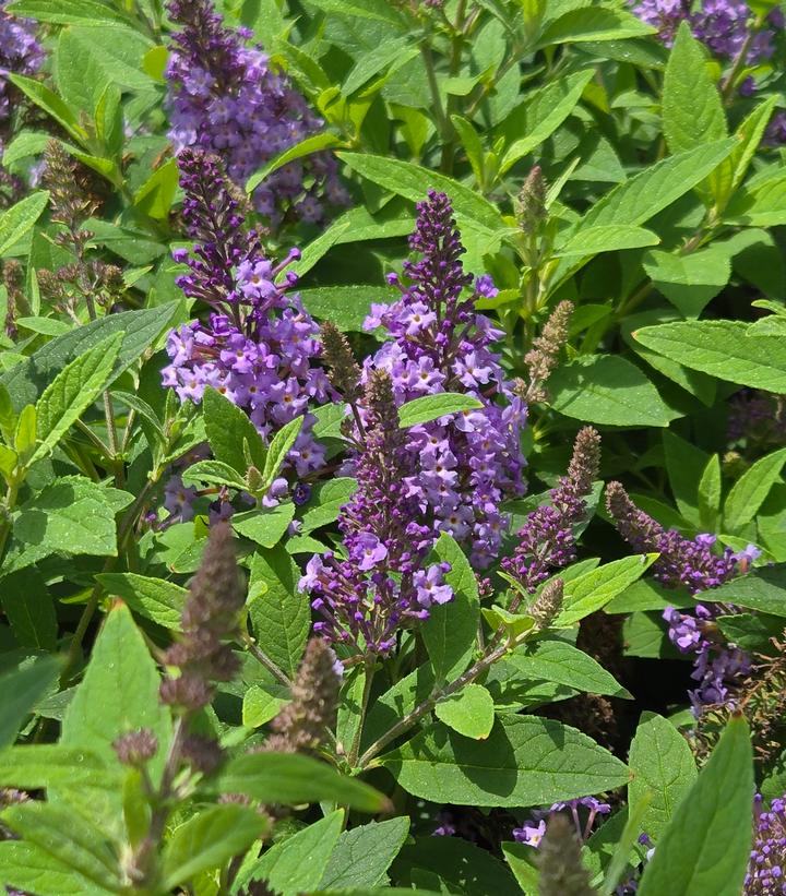 Buddleia davidii Butterfly Candy® Li'l Lavender™