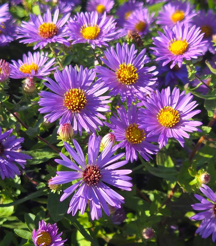 Aster oblongifolium 'Twilight Sky'