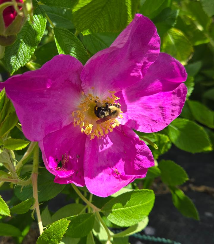 Rosa rugosa 
