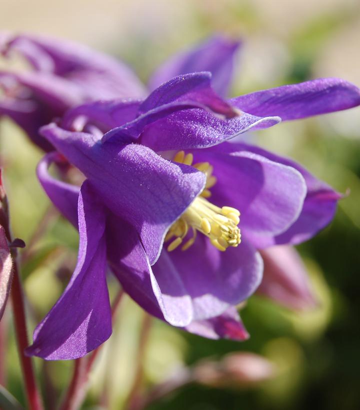 Aquilegia 'Biedermeir'