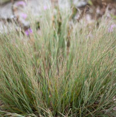 Schizachyrium littorale 