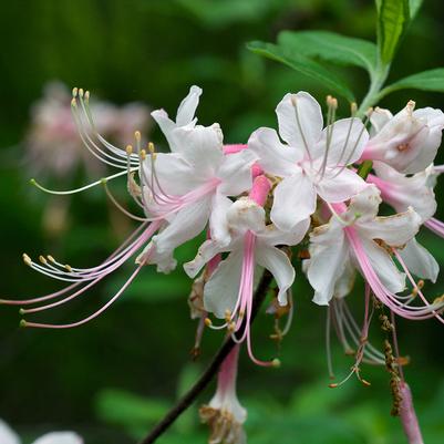 Azalea canescens 